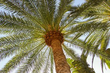 Palmboom op het eiland Gran Canaria van Guido van Veen