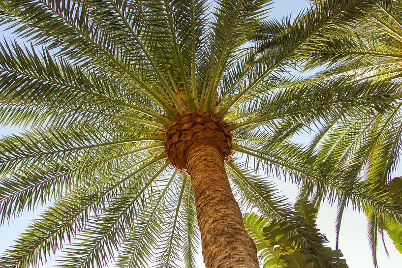 Palmier sur l'île de Gran Canaria par Guido van Veen