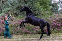 Cheval noir sur le Woensdrechtse Hei - Unique Nature Photography