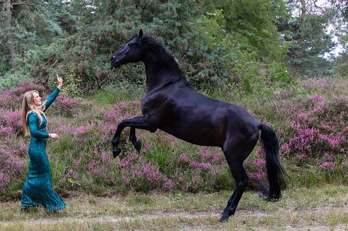 Schwarzes Reitpferd auf der Woensdrechtse Hei - Einzigartige Naturfotografie
