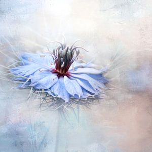 Nigella