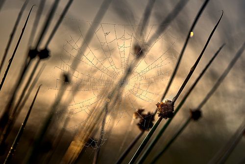 Pearling droplets in the web