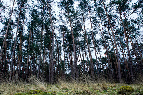 Deelerwoud, Veluwe Gelderland
