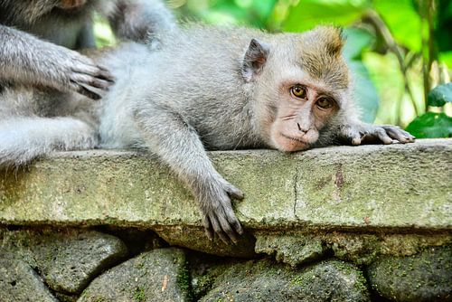 Massage: Affen von Bali
