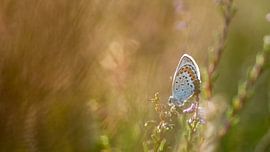 heideblau auf der heide von Sjon de Mol