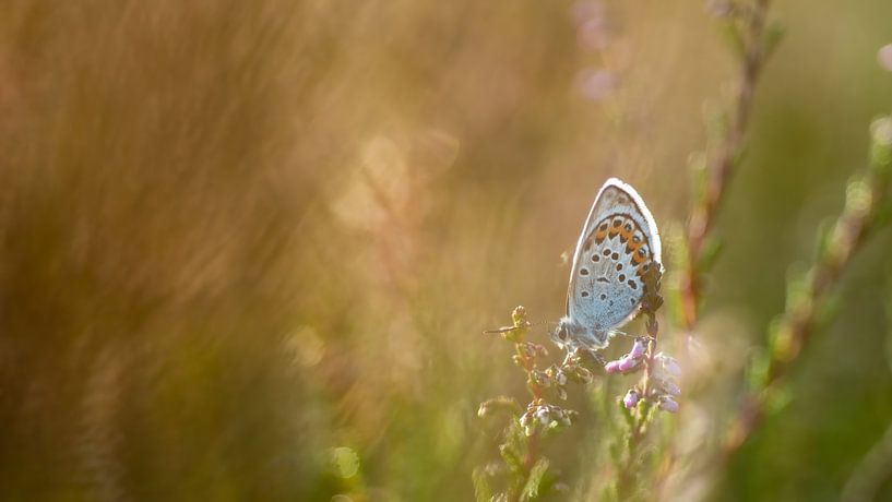 heideblauwtje op de heide van Sjon de Mol