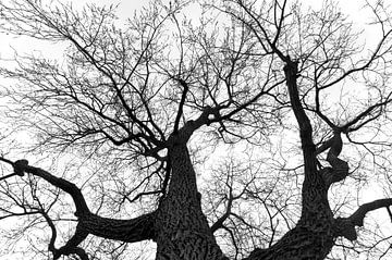 ghost tree van jada fotografie