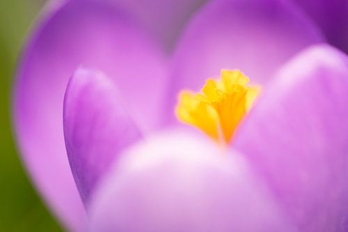 Crocus blossom by Daniela Beyer