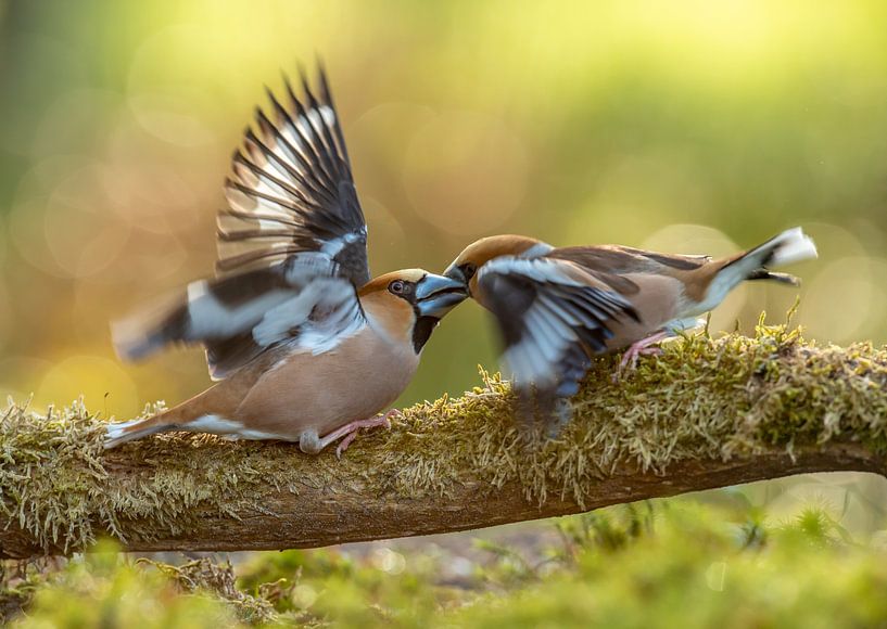 Kernbeißer streiten sich von Harry Punter