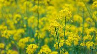 Frühling im Haus: beruhigendes Rapsfoto für harmonische Innenräume