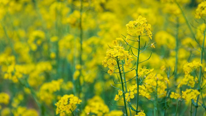 Spring in the home: soothing rapeseed photo for harmonious interiors by Captured Created by Cathleen
