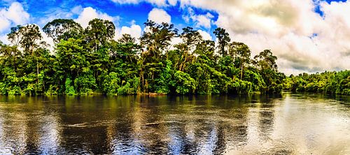 Het oerwoud van Suriname bij Awaradam