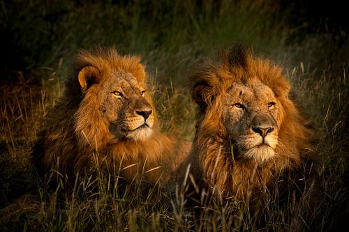 Les lions de Leadwood, Afrique du Sud