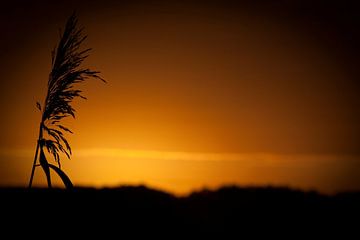 silhouet in de ochtendzon von Jonas Demeulemeester