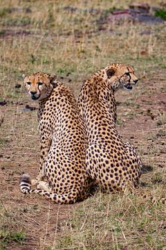 Cheetah Broers van Peter Michel
