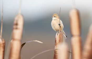 Mésange à poitrine rousse sur un roseau à gauche