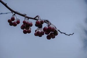 Sier appels met sneeuw