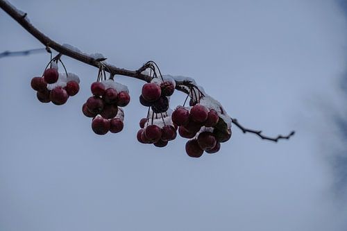 Pommes décoratives avec de la neige