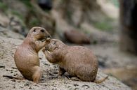 Whispering von Marco de Groot Miniaturansicht