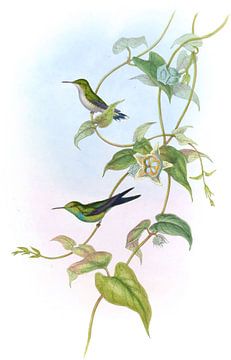 Maugé's zoemende vogel, John Gould van Hummingbirds