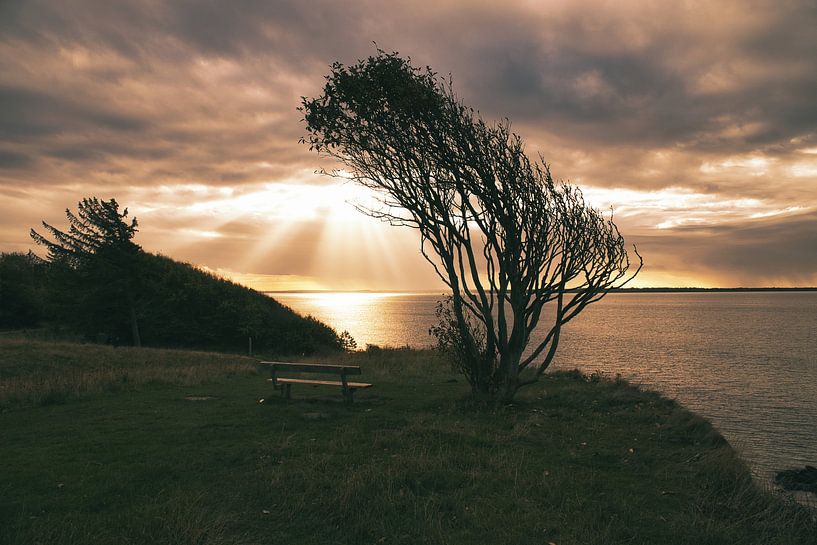 Boom gebogen door de wind bij zonsondergang aan zee. van Martin Köbsch