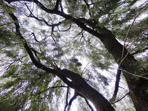 Tree Magic 66