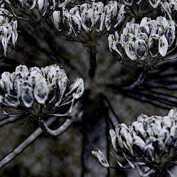 Hogweed by Affect Fotografie