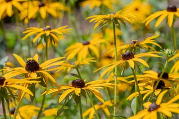 Tournesol jaune, le soleil de la maison sur Jolanda de Jong-Jansen