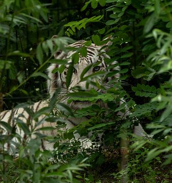 Witte tijger speelt verstoppertje. van Wouter Van der Zwan