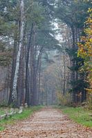 Hollands herfst kleuren in het bos