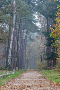 Hollands herfst kleuren in het bos van Rob Saly
