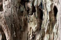 Landschap van hout