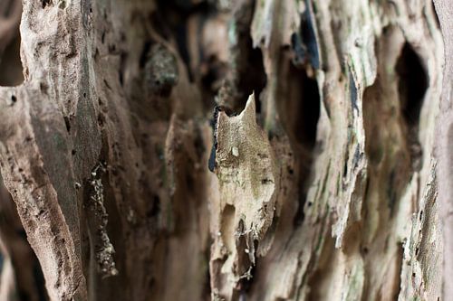 Landschap van hout