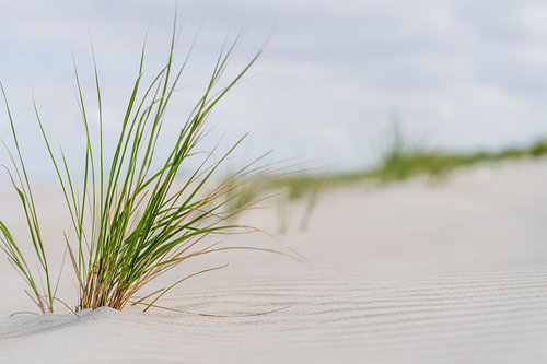 Des algues dans le sable blanc de Norderney sur Catrin Grabowski