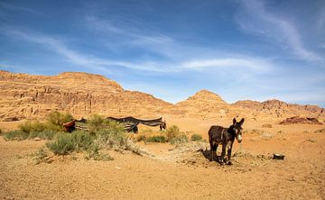 Donkey at Nomad camp. by Floyd Angenent