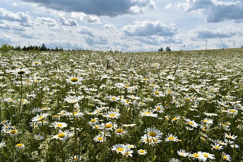Ein blühendes Feld unter einem bewölkten Himmel