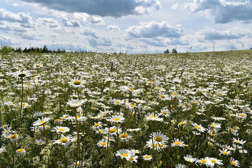 A blooming field under a cloudy sky by Claude Laprise