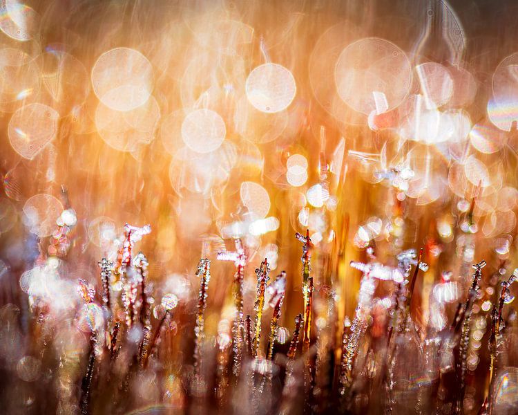 colourful abstract moss by Jan Linskens