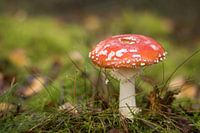 Roter Champignon im Herbst