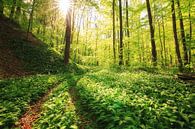 Frischer grüner Wald mit Bärlauch von Oliver Henze Miniaturansicht