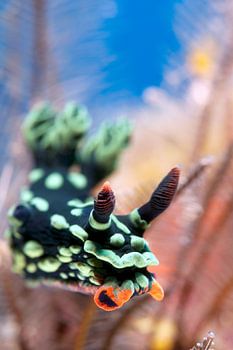 Nembrotha kubaryana