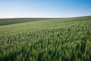 Grainfield von Jarno van Bussel