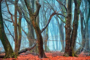 Tanz im Morgengrauen, Speulder Wald von Lars van de Goor