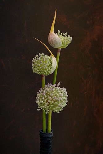 Nature morte. Bulbes d'oignons sur vase.
