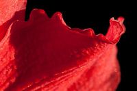 Amaryllis