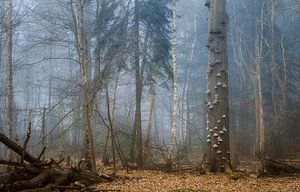Foggy forest landscape