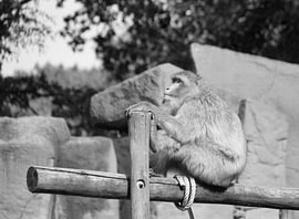 Rest in the wooden realm. (Barbary macaque) by Jose Lok