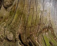 oude boomstam