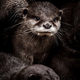 Kleine otter van Design Wall Arts