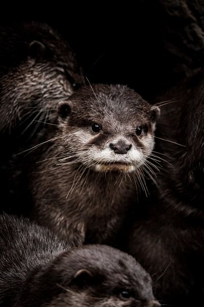 Little otter by Design Wall Arts